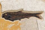 Green River Fossil Fish Mural With Diplomystus & Phareodus #254198-8